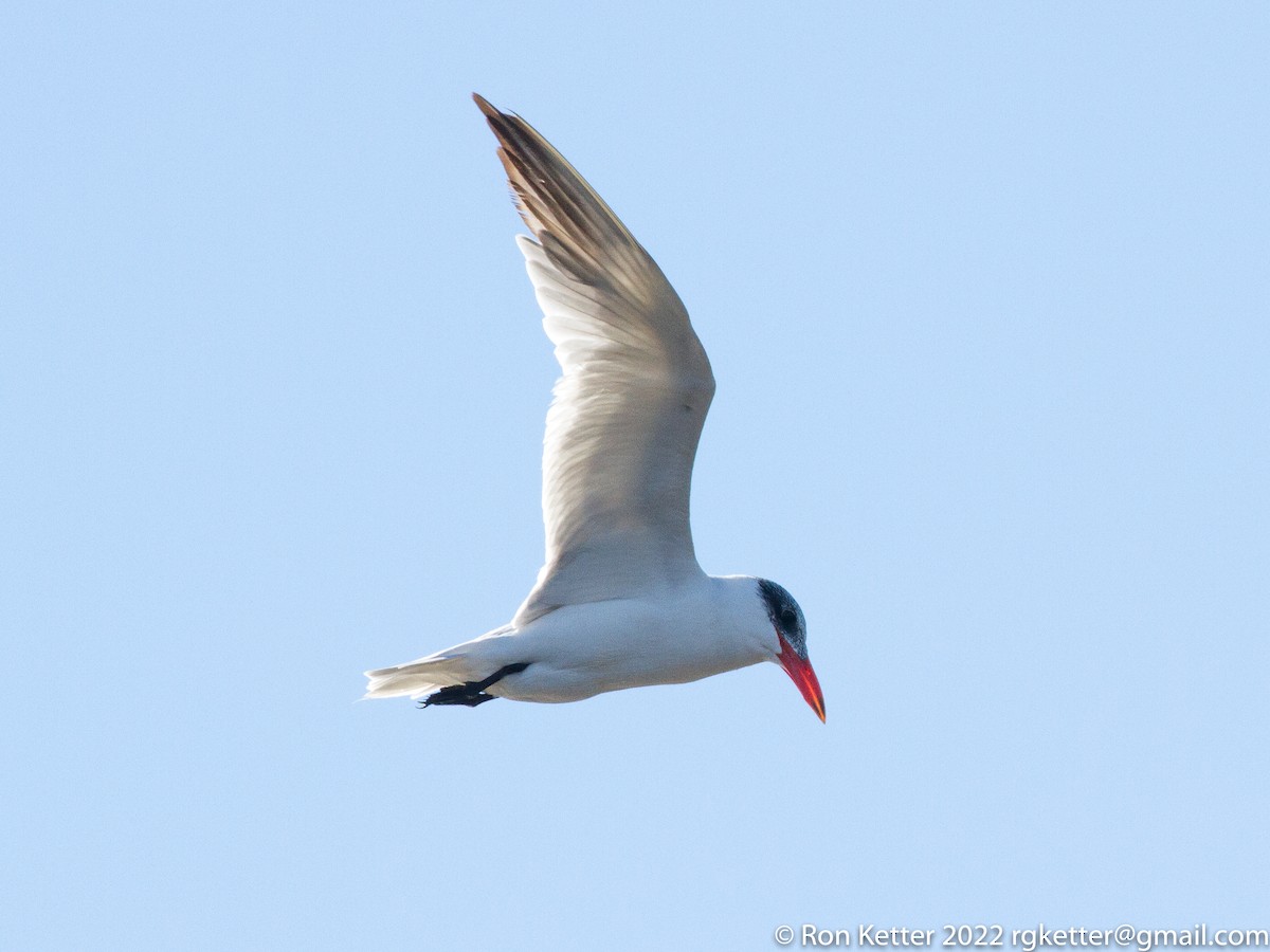 Caspian Tern - ML498485331