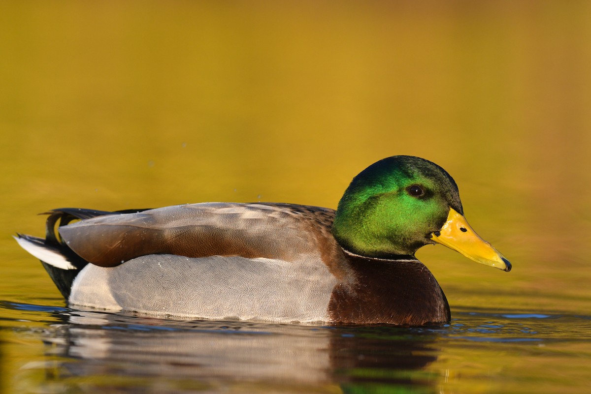 Mallard - Max Brodie