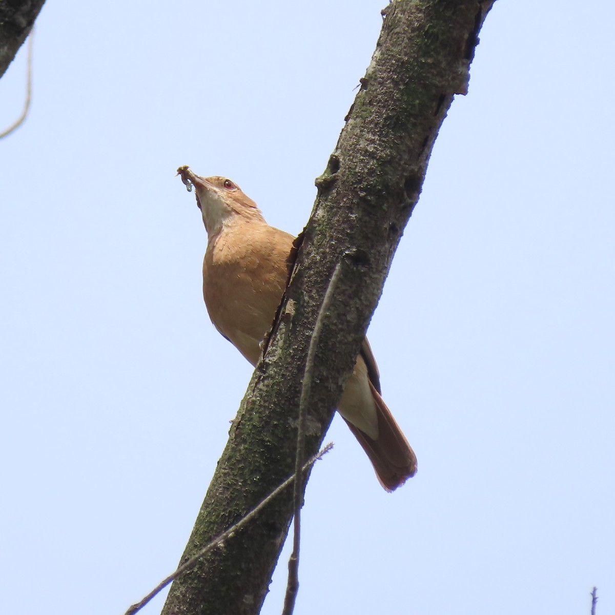 Rufous Hornero - ML498485811