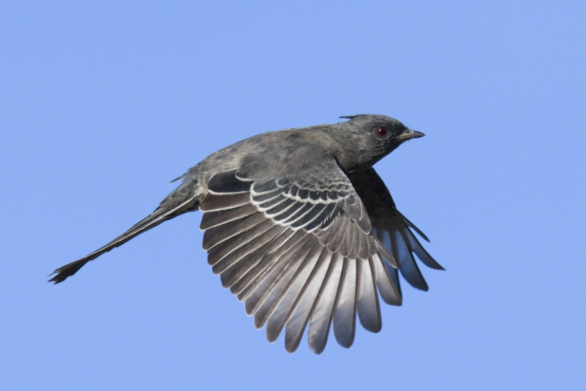 Phainopepla - Max Brodie