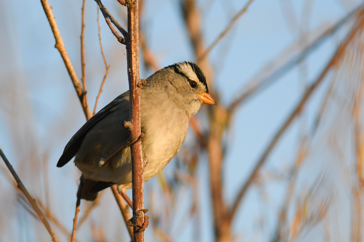 White-crowned Sparrow (Gambel's) - Max Brodie