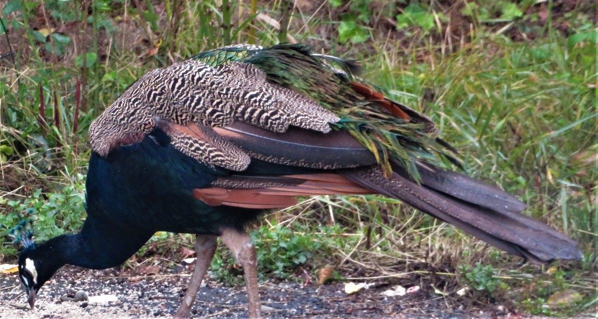 Indian Peafowl (Domestic type) - ML498487101
