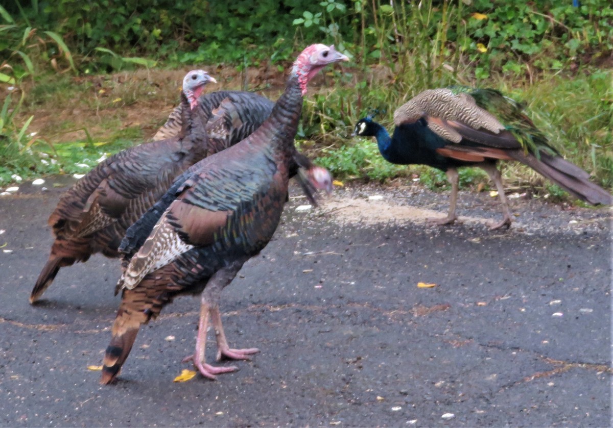 Pavo Real Común (doméstico) - ML498487111