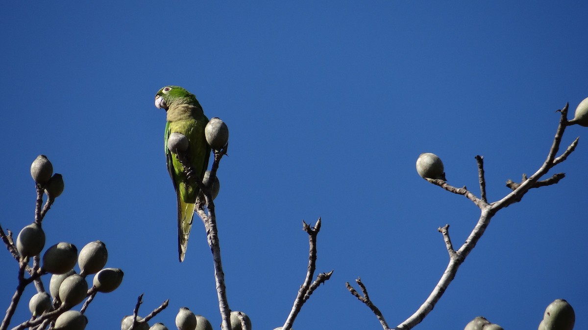 Olive-throated Parakeet - ML49848731