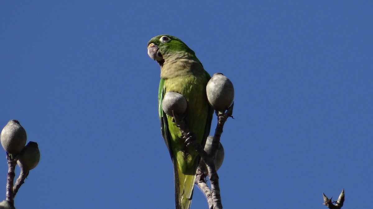 aratinga jamajský - ML49848791