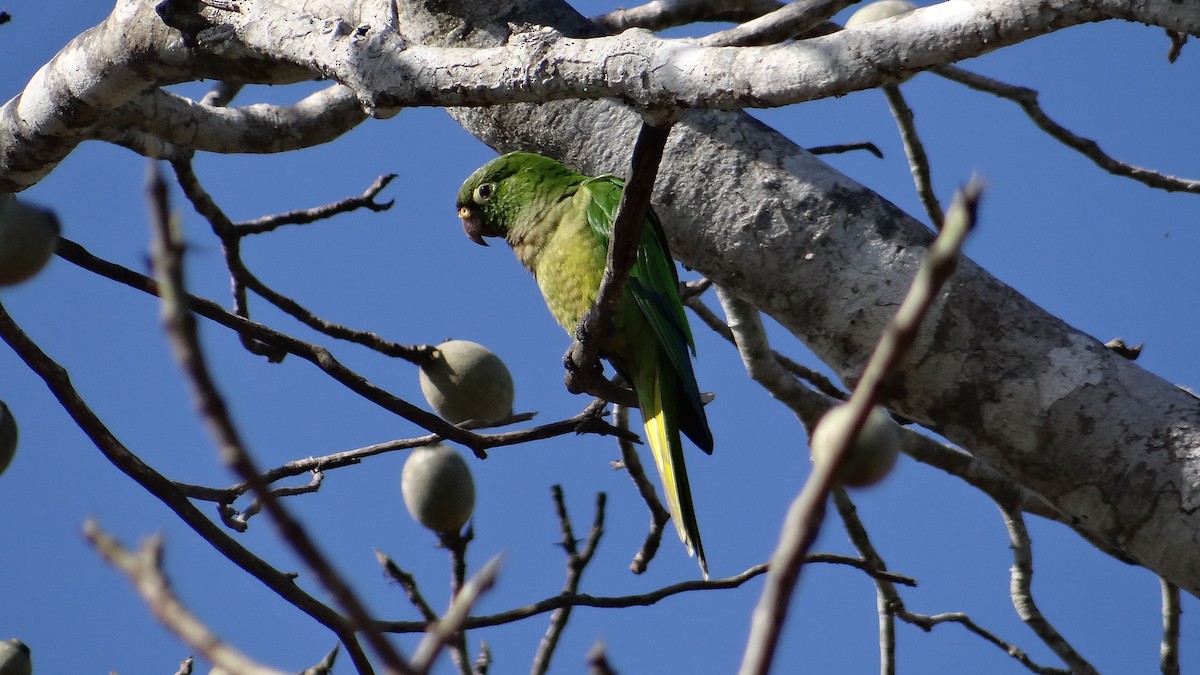 Olive-throated Parakeet - ML49848811