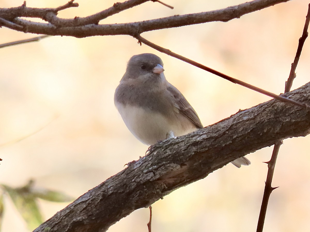 Junco Ojioscuro - ML498488561