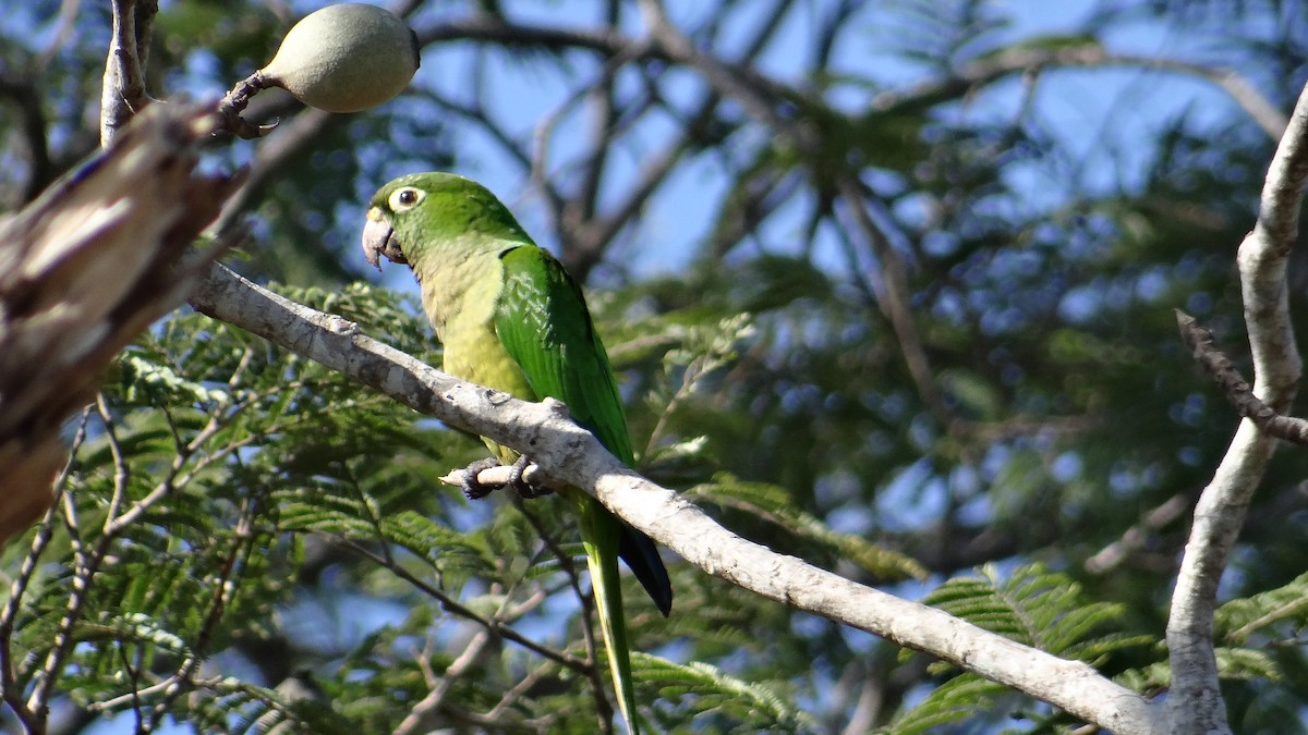 Olive-throated Parakeet - ML49848871