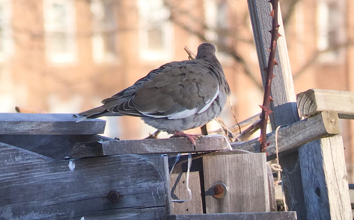 White-winged Dove - ML49848891