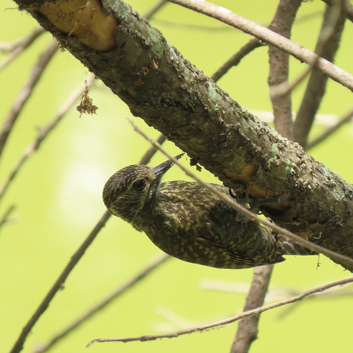 White-spotted Woodpecker - Ronaldo Rodrigues de Moraes