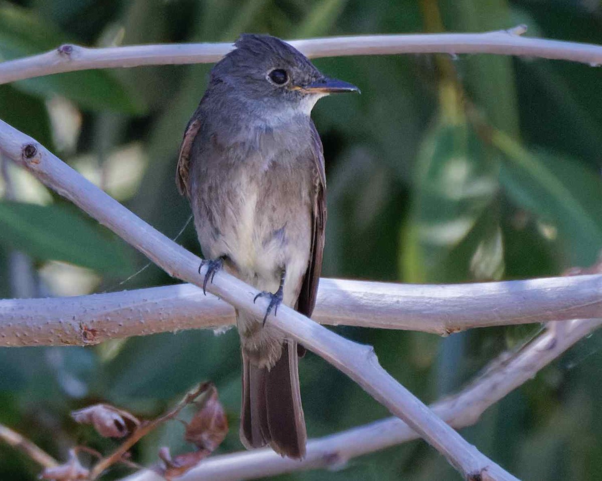 Western Wood-Pewee - Paul Bielefeldt