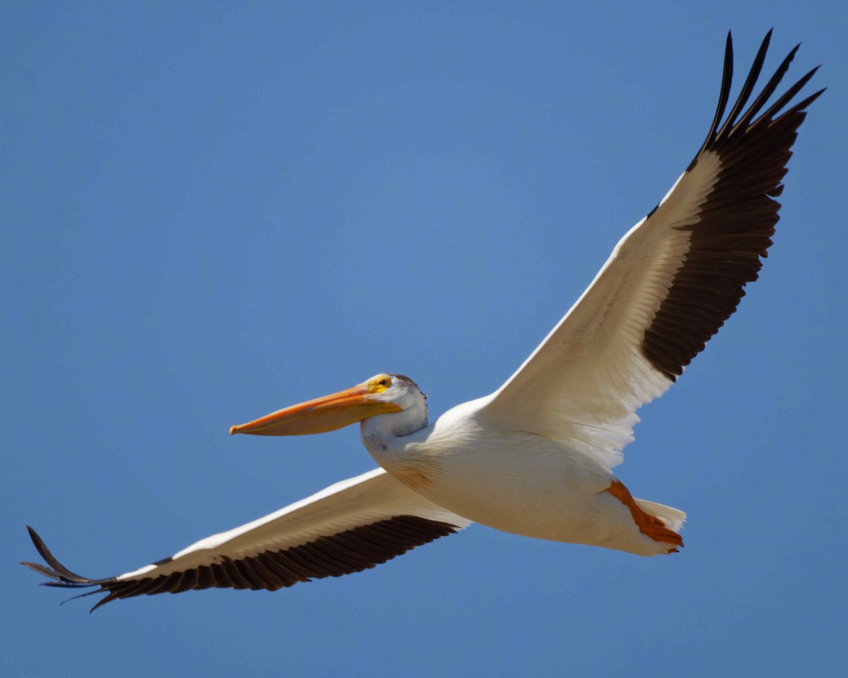 pelikán severoamerický - ML498490321