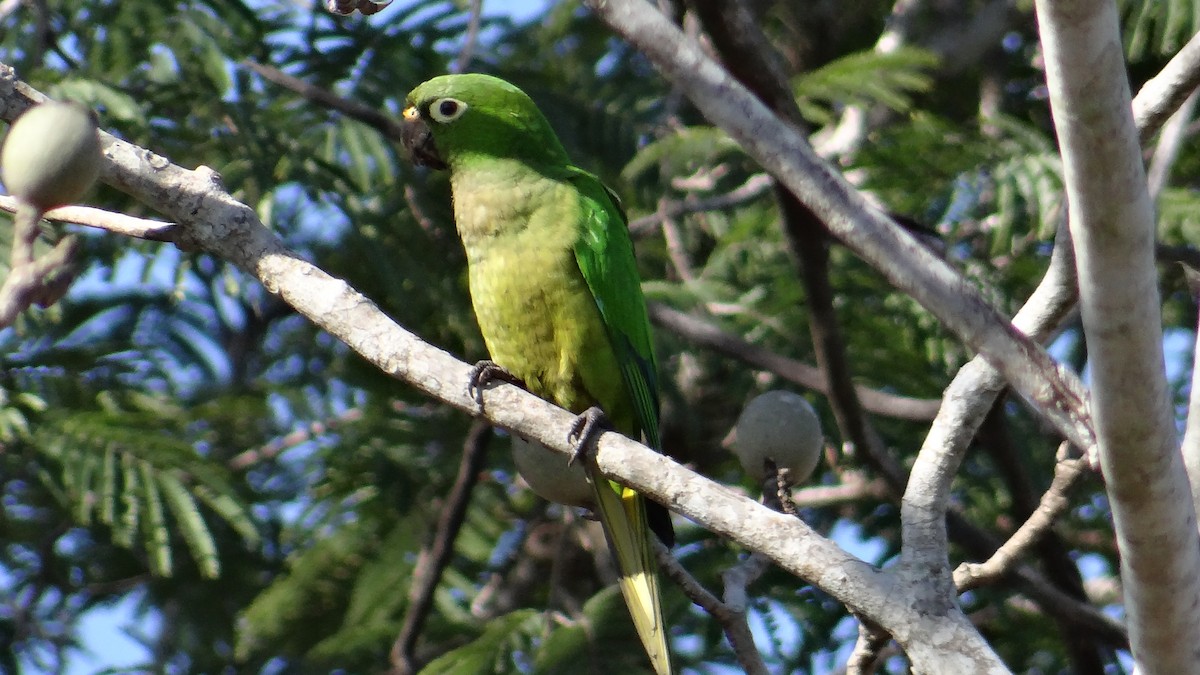 Aratinga Jamaicana - ML49849091