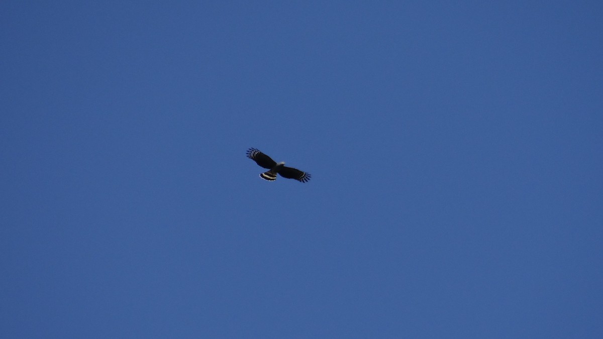 Hook-billed Kite - ML49849161