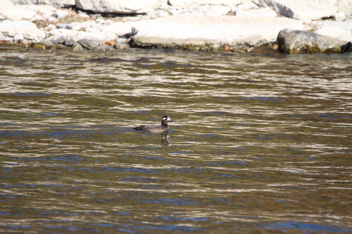 White-winged Scoter - ML498492071