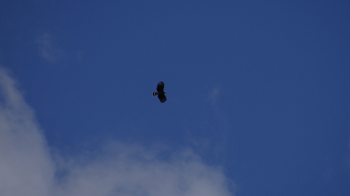 Hook-billed Kite - ML49849241