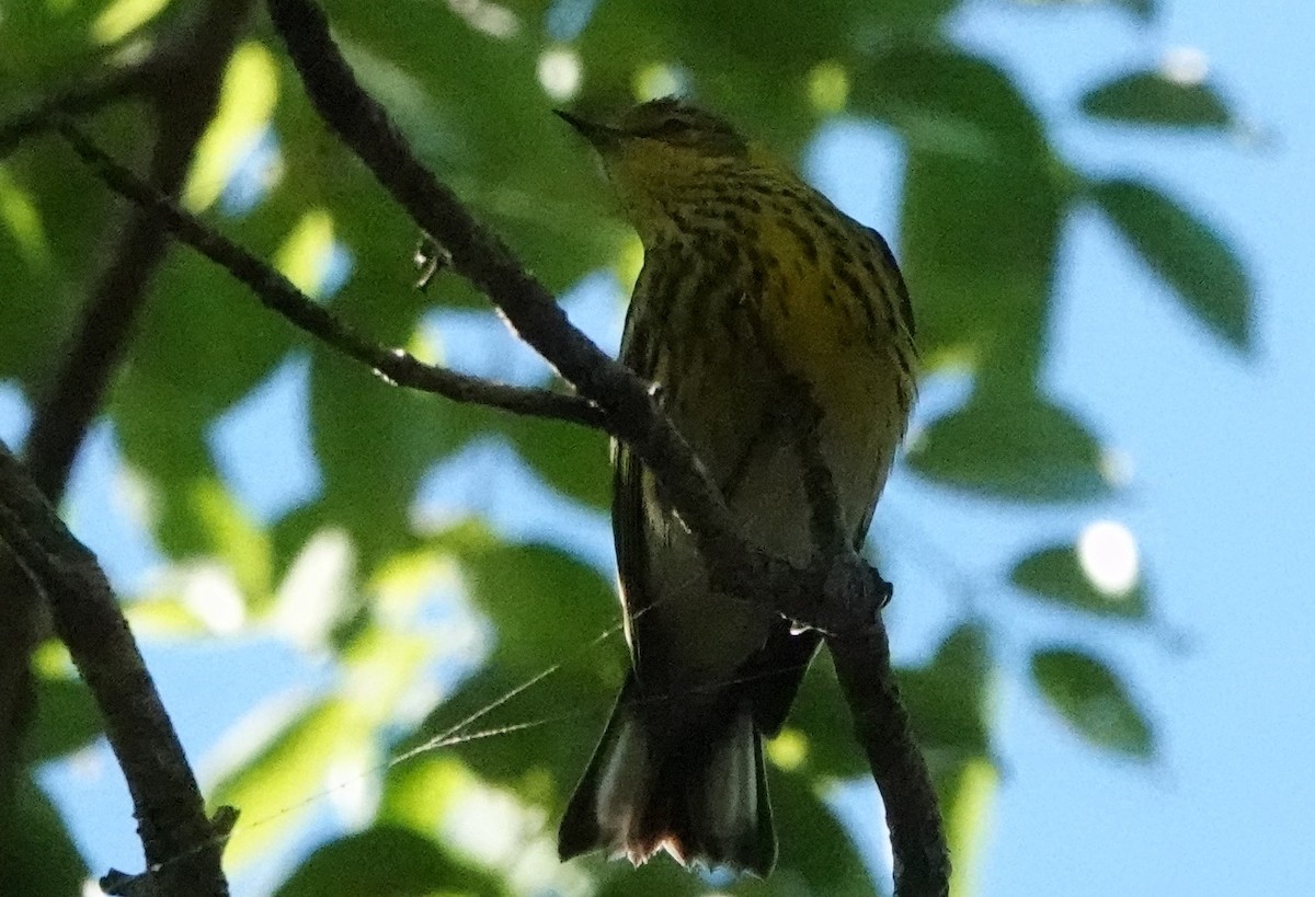 Cape May Warbler - Chuck Hignite
