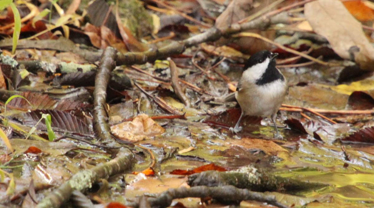 Carolina Chickadee - ML498493071