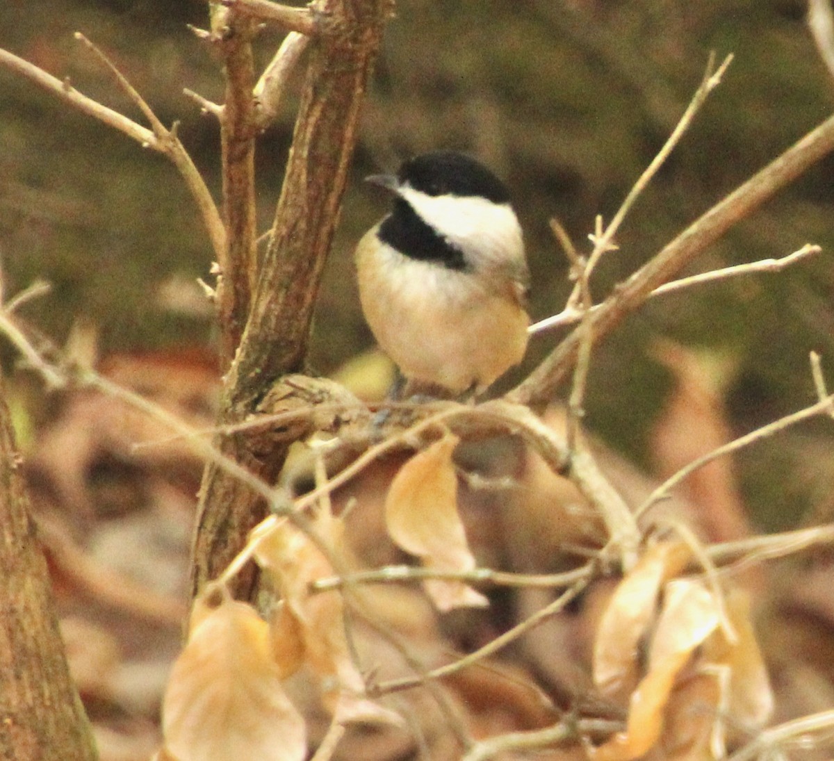 Carolina Chickadee - ML498493081