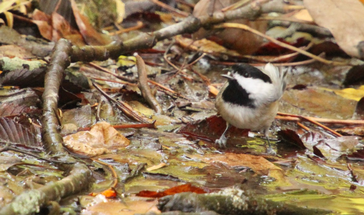 Carolina Chickadee - ML498493091