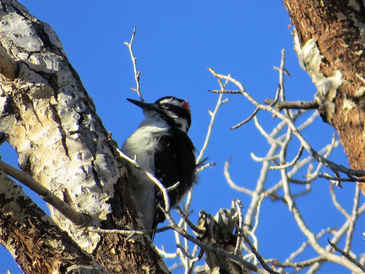 Hairy Woodpecker - ML498493471