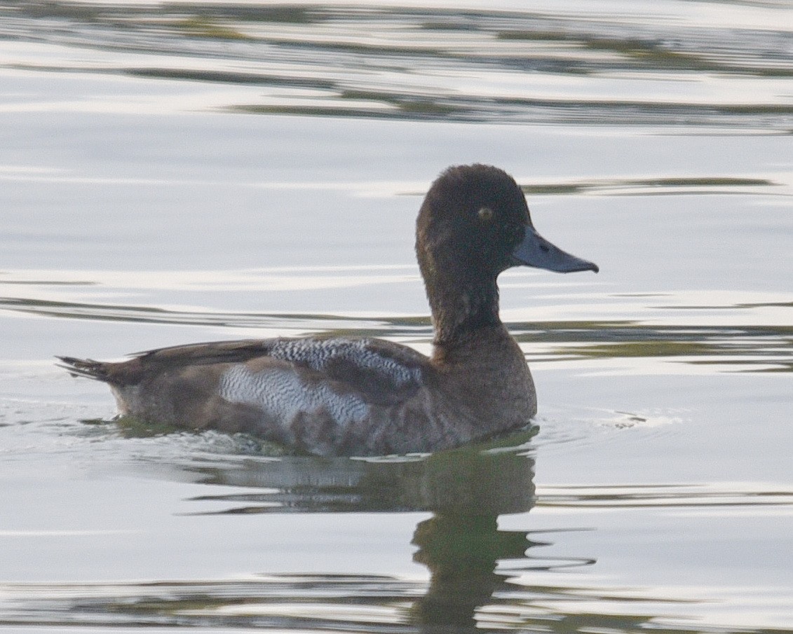Greater Scaup - ML498493551
