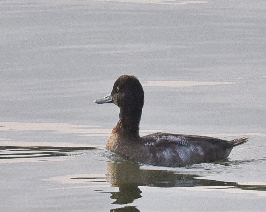Greater Scaup - ML498493561