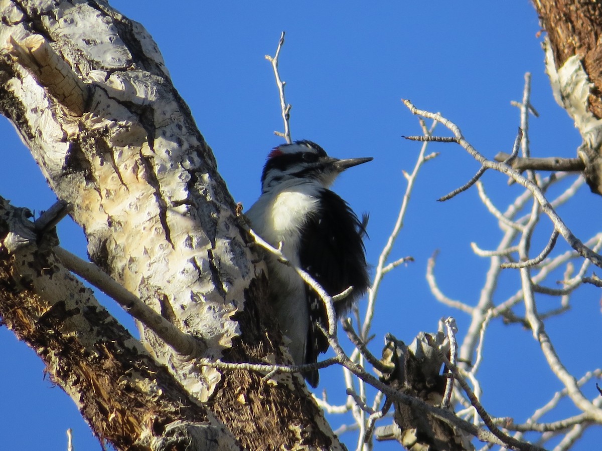 Hairy Woodpecker - ML498493751