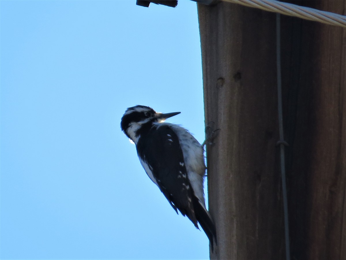 Hairy Woodpecker - ML498493861