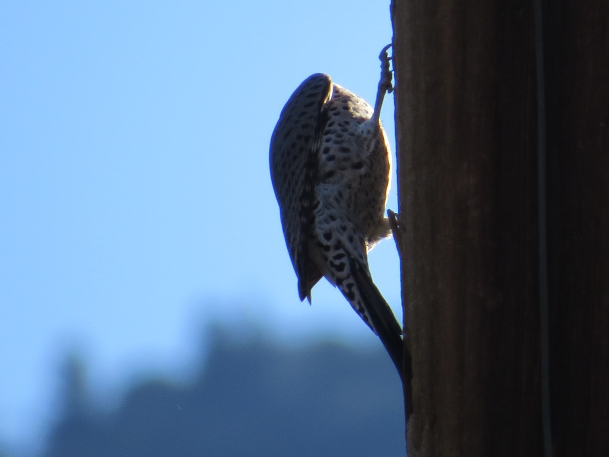 Hairy Woodpecker - ML498493911