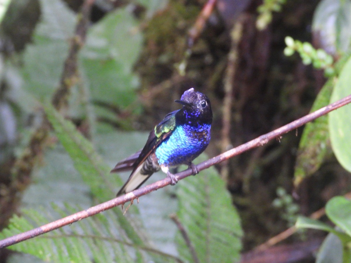 Velvet-purple Coronet - ML498494161