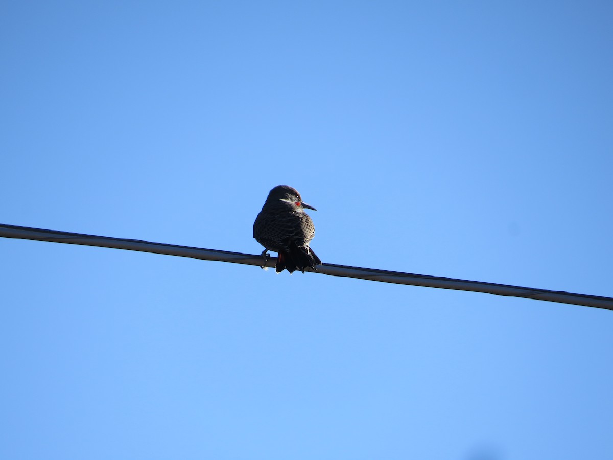 Hairy Woodpecker - ML498494261