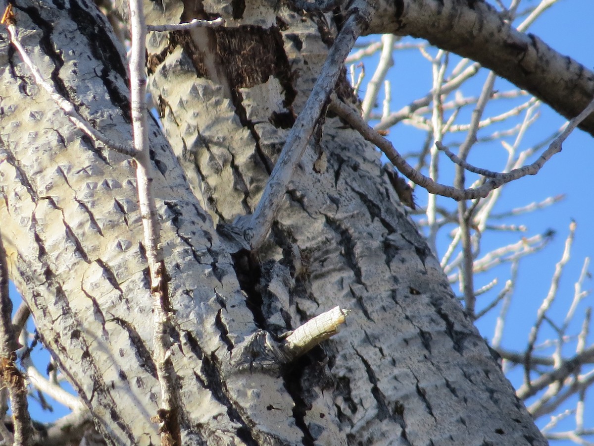 Hairy Woodpecker - ML498494321