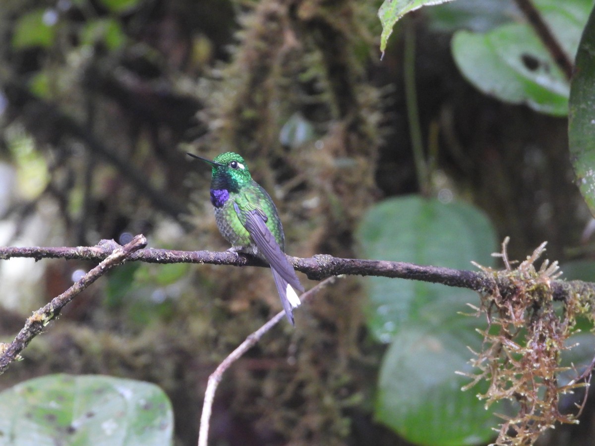 Purple-bibbed Whitetip - ML498494341