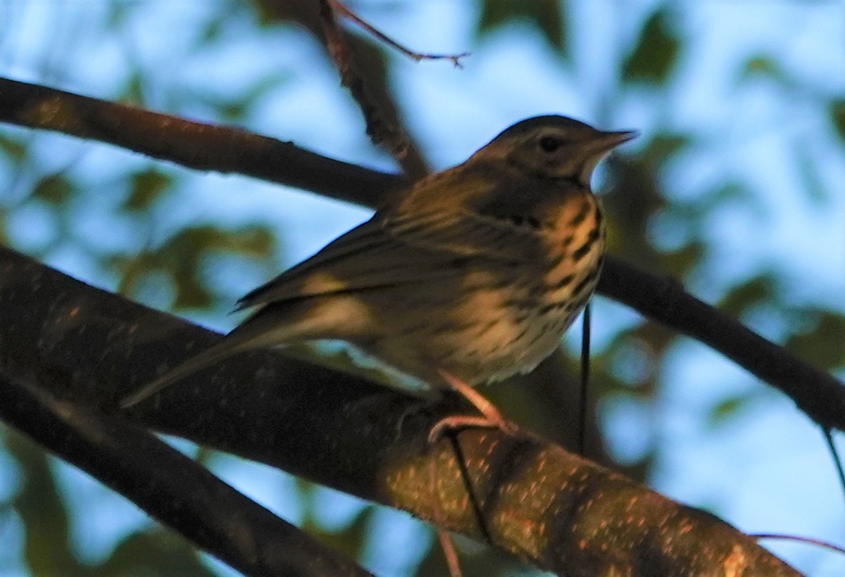 Olive-backed Pipit - ML498494751