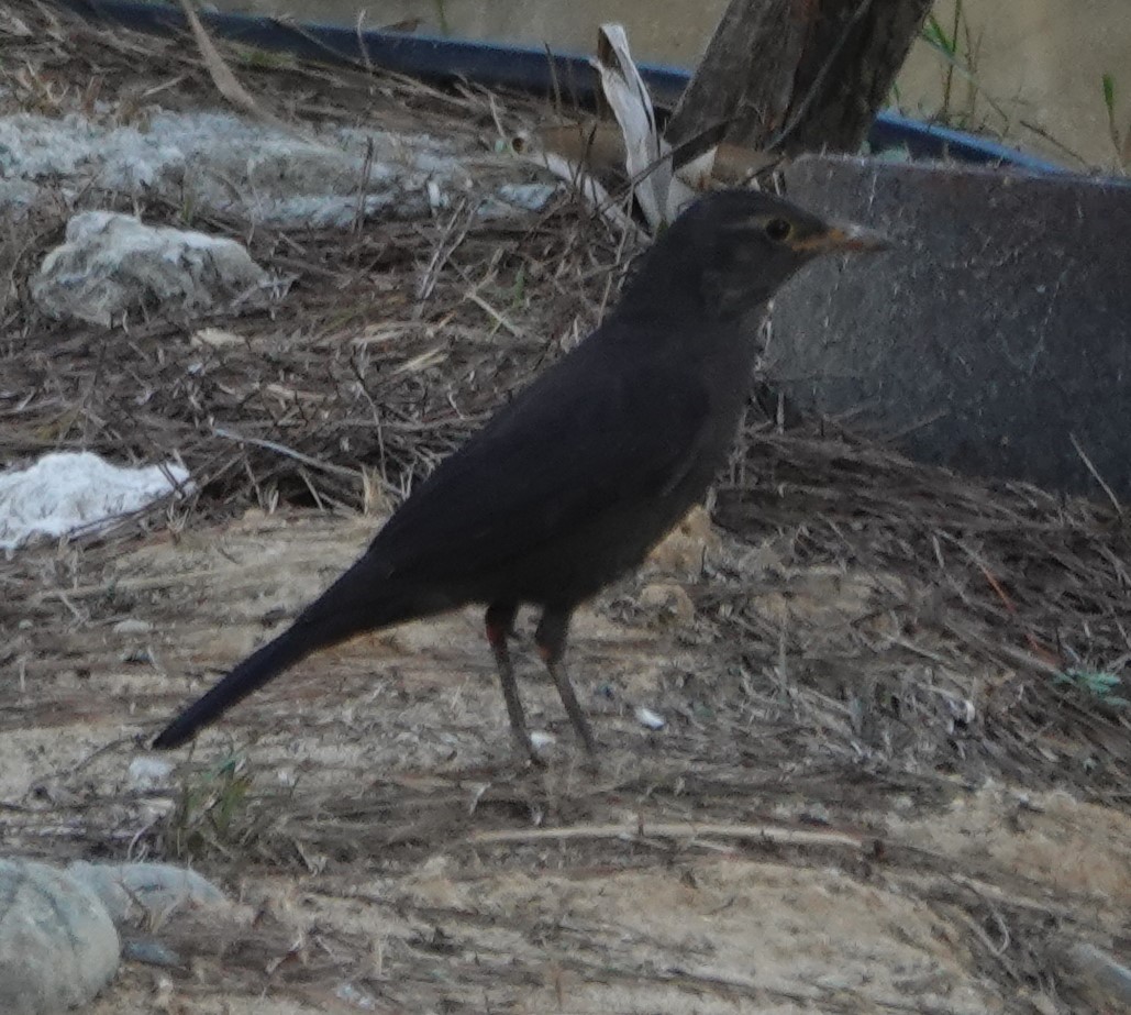 Chinese Blackbird - ML498495201