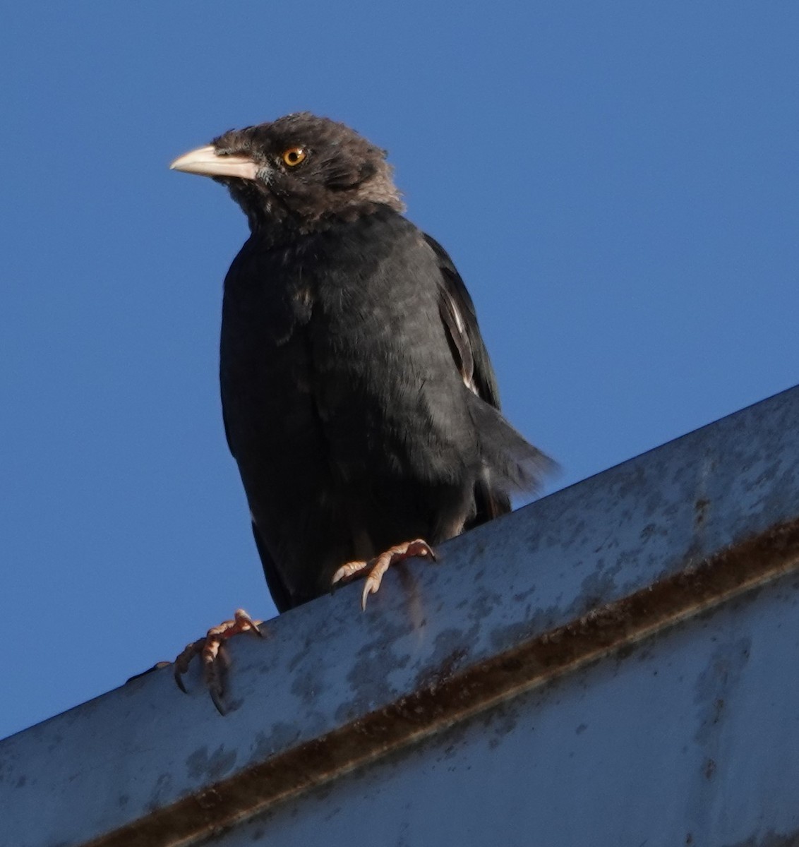 Crested Myna - ML498495211