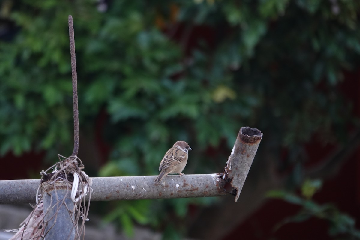 Eurasian Tree Sparrow - ML498495351