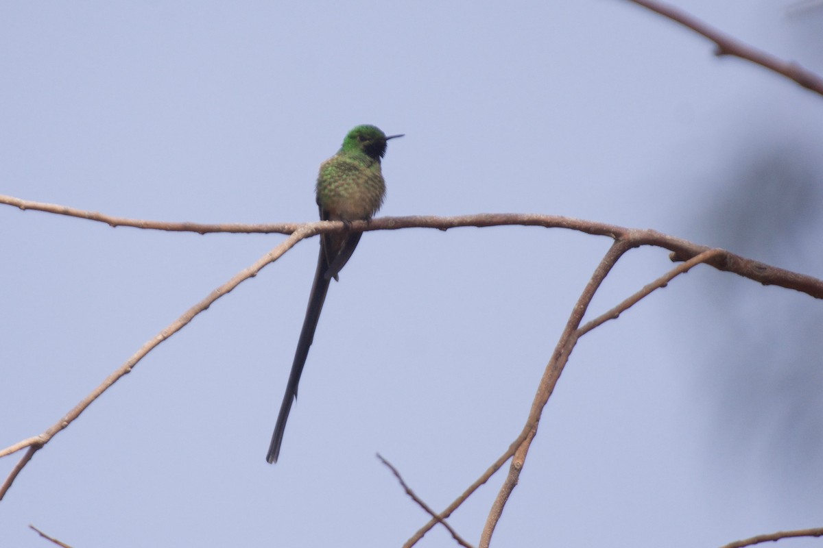 Yeşil Kuyruklu Kolibri - ML498495601