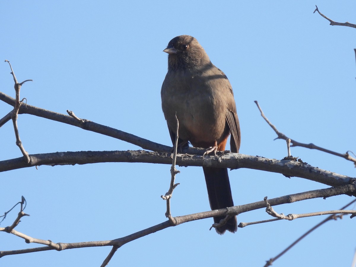 California Towhee - ML498495611