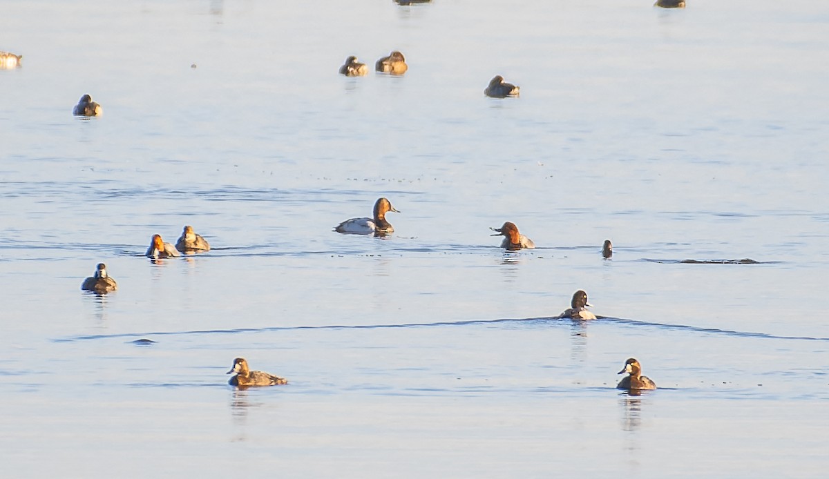 Canvasback - ML498495931