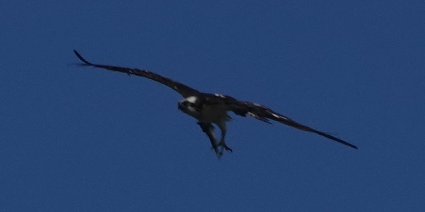 Osprey - ML498495951