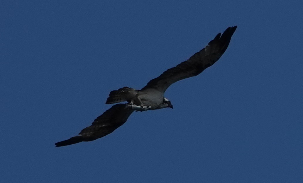 Osprey - ML498495971