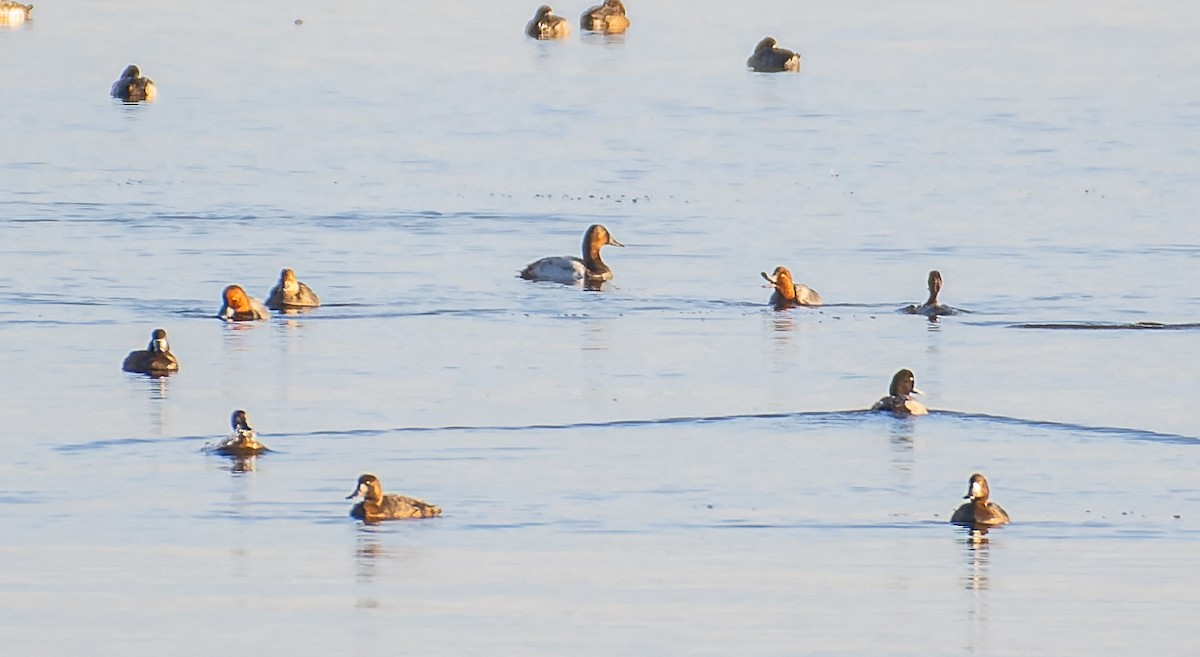 Canvasback - ML498495991