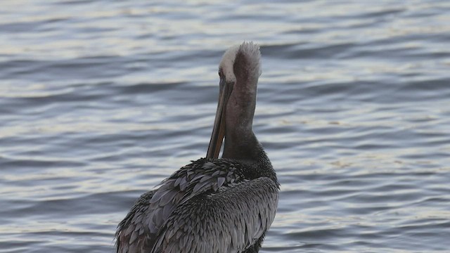 Brown Pelican - ML498496001