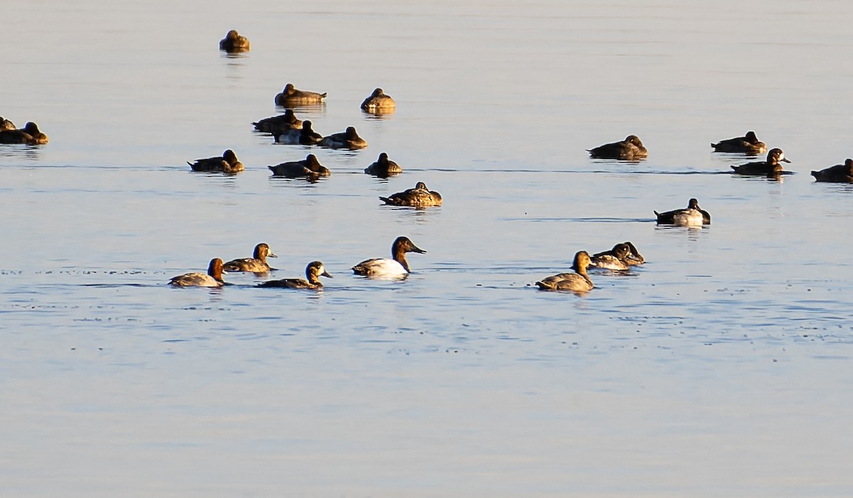 Canvasback - ML498496021