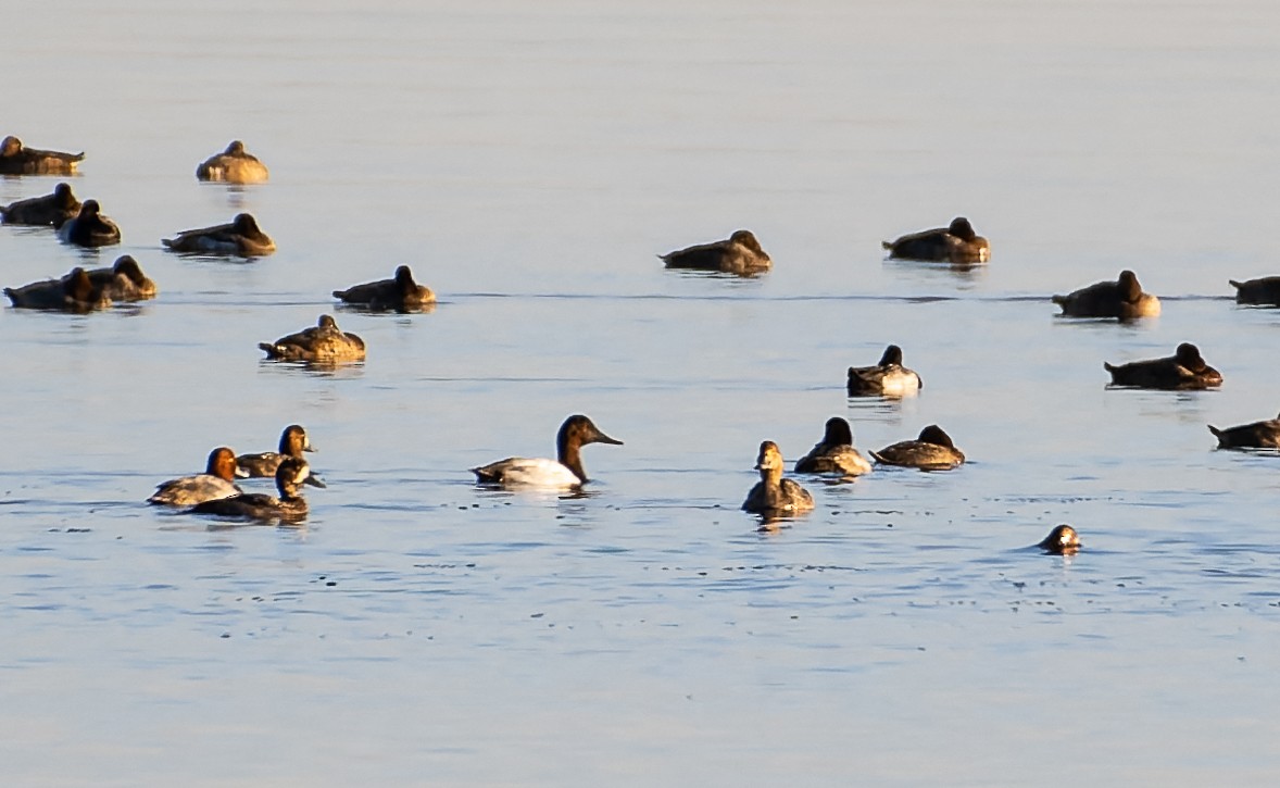 Canvasback - ML498496041