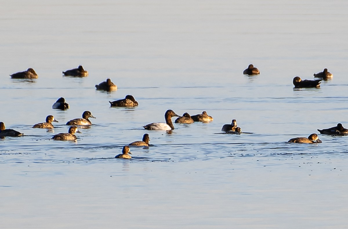 Canvasback - ML498496081