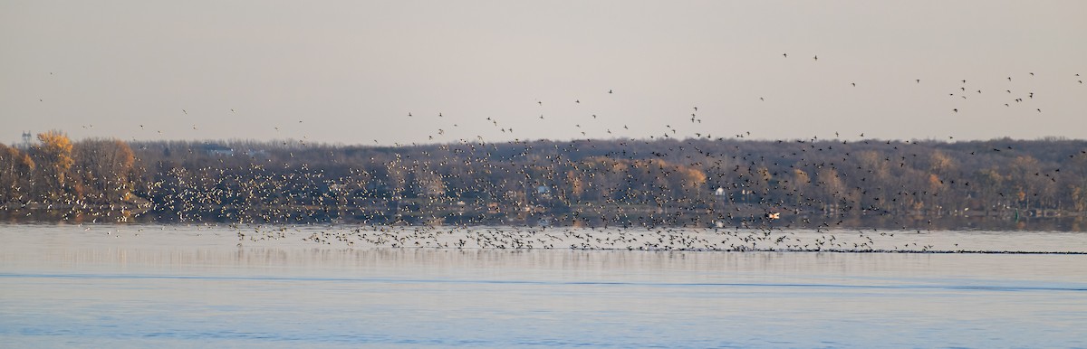 Greater/Lesser Scaup - ML498496151