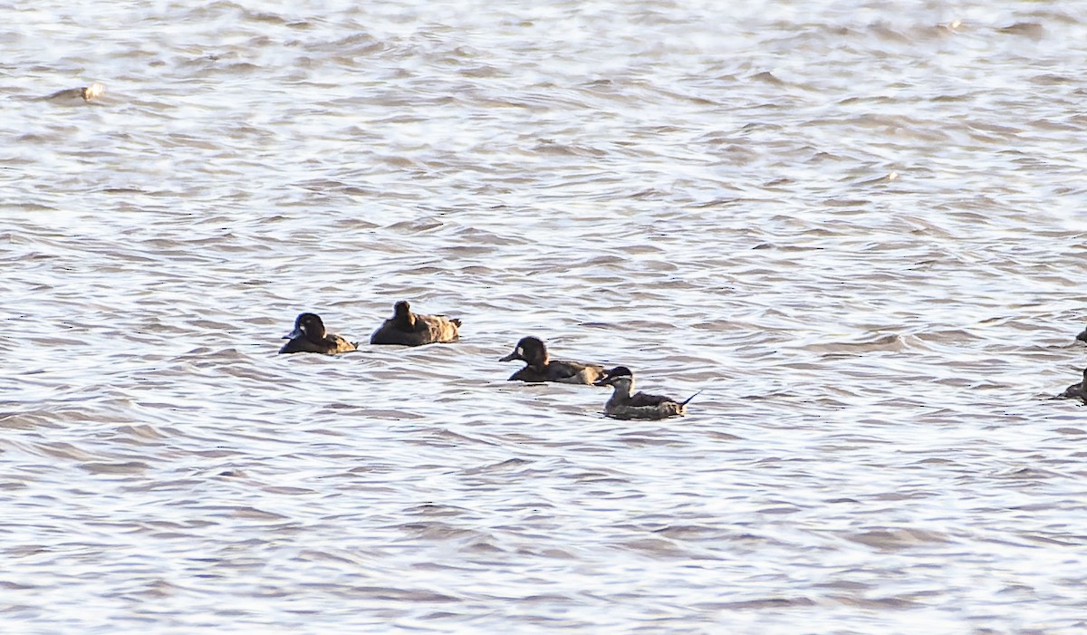 Ruddy Duck - ML498496611